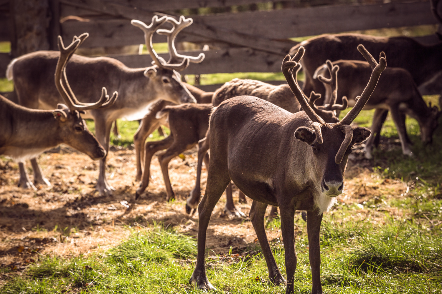 Reindeers at Pyhä