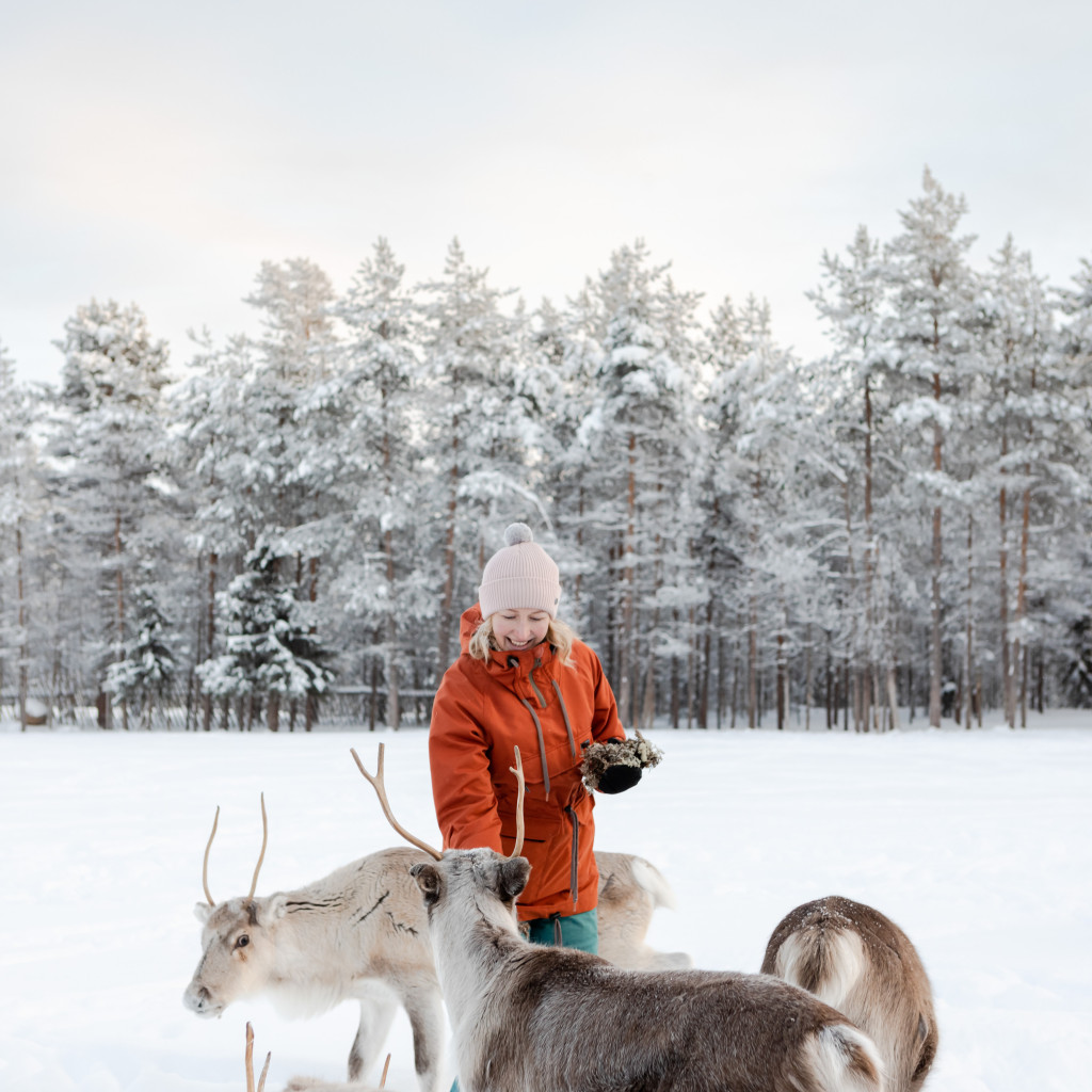 porotilavirailu jaakkolan porotilalla