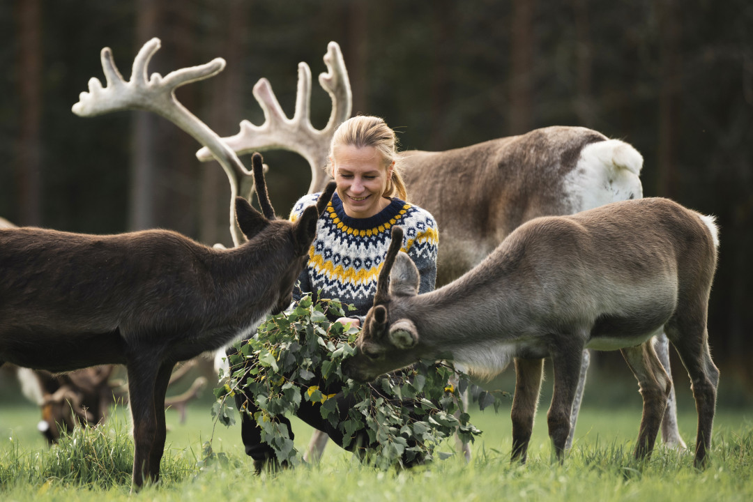 Jaakkola_Reindeer_Farm