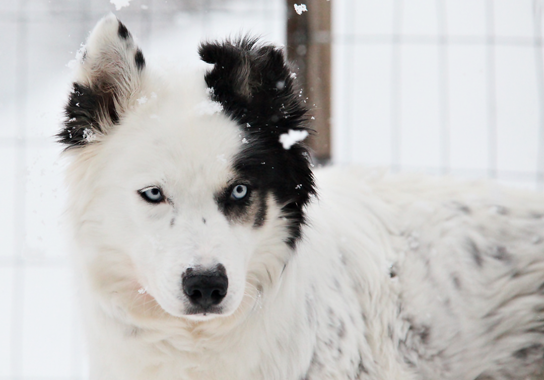Pyhä huskyfarm