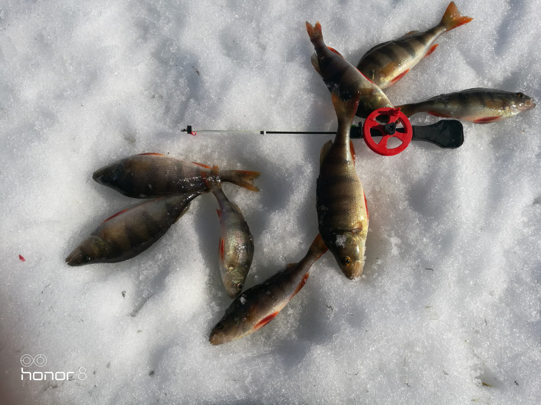 jankakoira_icefishing