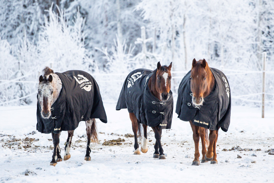 Horses-LuckyRanch1