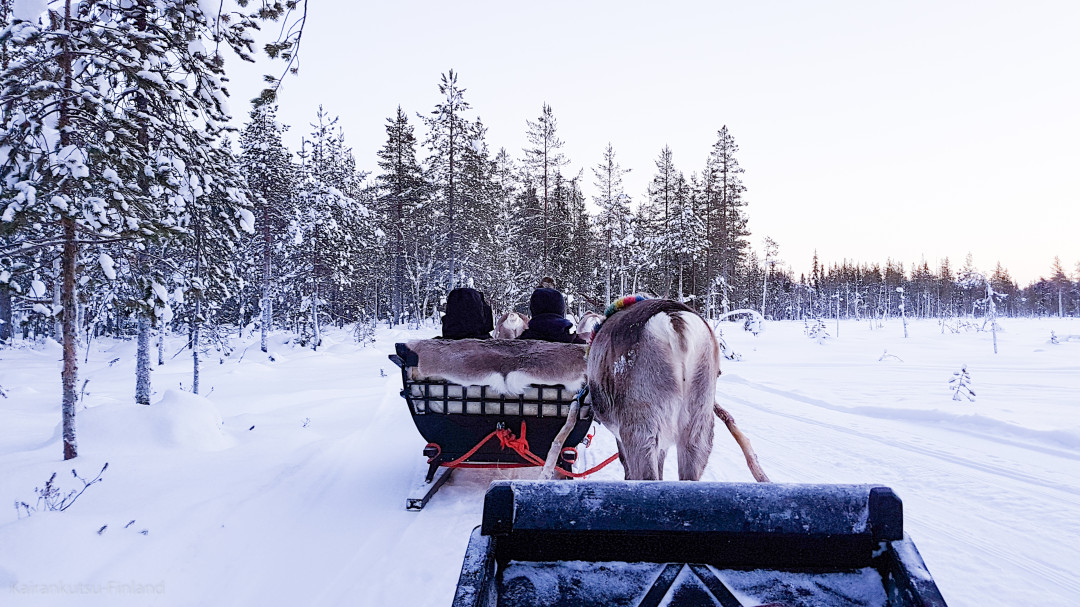 Reindeersafari Kairankutsu Pyhä-Luosto Finland