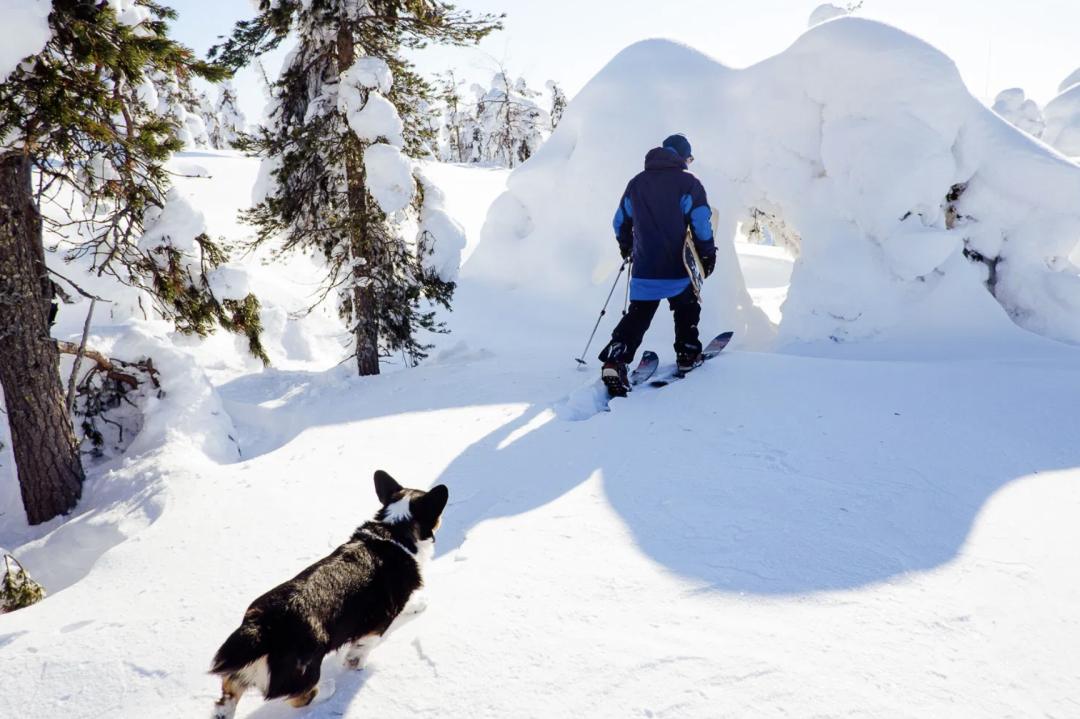 A person and his dog are skiing through a snowy, peaceful finnish forest in powder snow