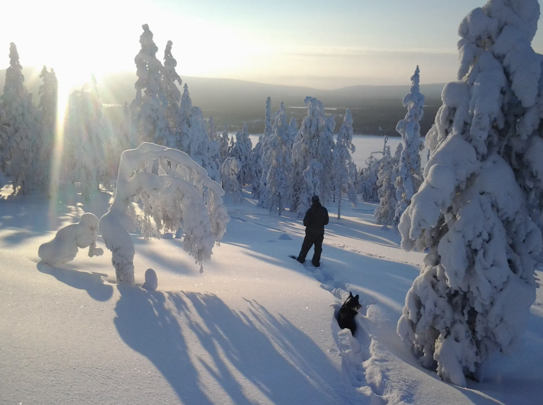 A person and his dog are skiing through a snowy, peaceful finnish forest in powder snow