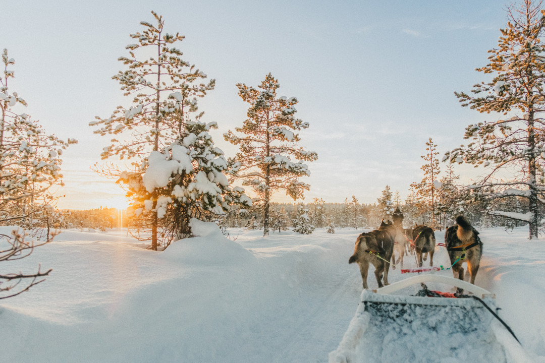 Husky Northern Light village Pyhä