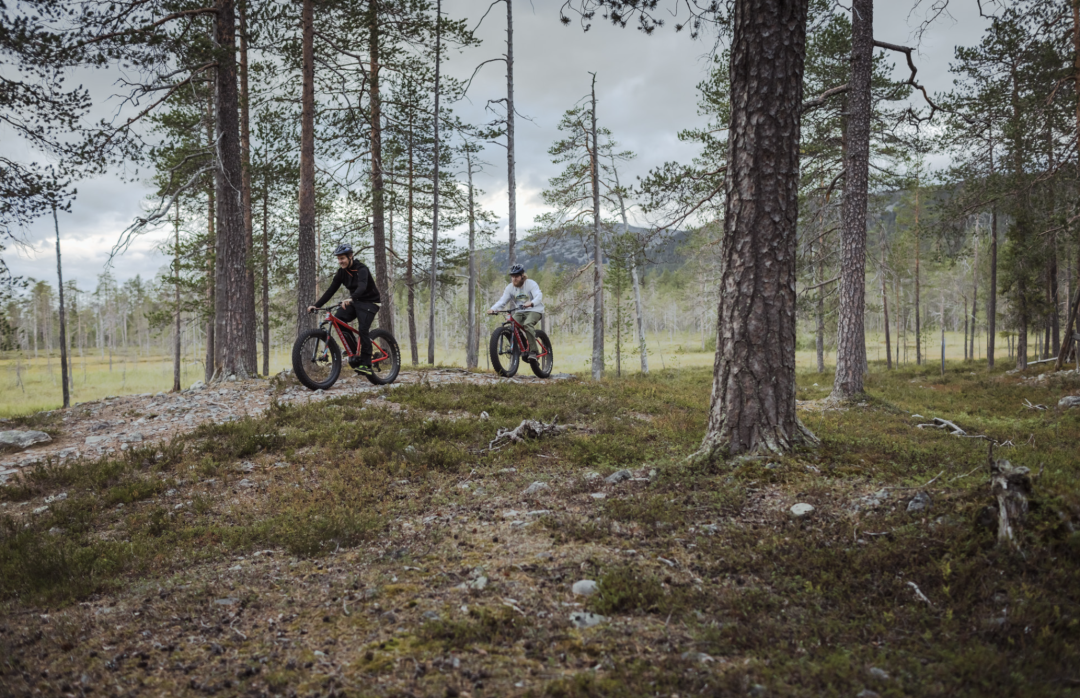 Two people cycling in Pelkosenniemi in the Lappish forest surrounded with high pine trees, mystical swamp area and fells in the horizon 