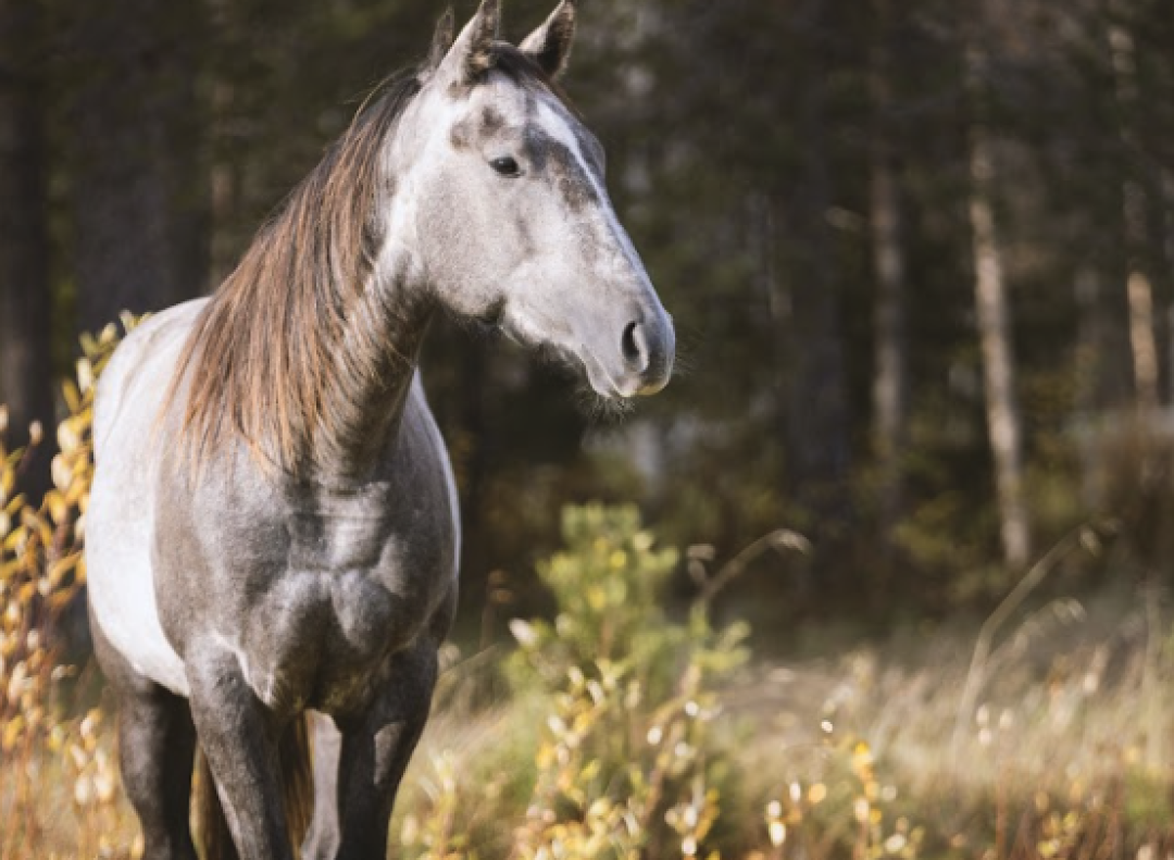 A grey horse in the glimmering summer sunlight on a meadow in front of a Finnish forest