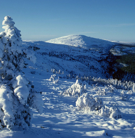 Talvinen tunturimaisema, etualalla on lumen peittämä puu.