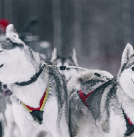 Husky safaris and farm visit Pyhä-Luosto