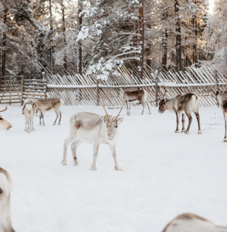 VisitPyhaLuosto_reindeerpark