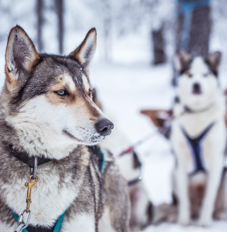 VisitPyhaLuosto-huskyt