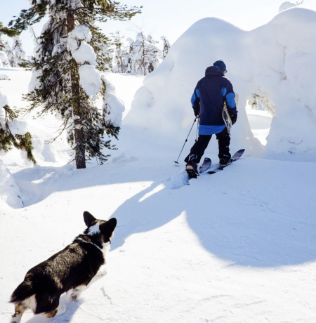 A person and his dog are skiing through a snowy, peaceful finnish forest in powder snow