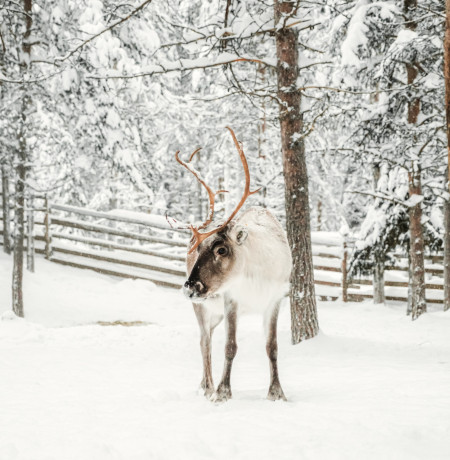 Northern Light Village pyha reindeer safari