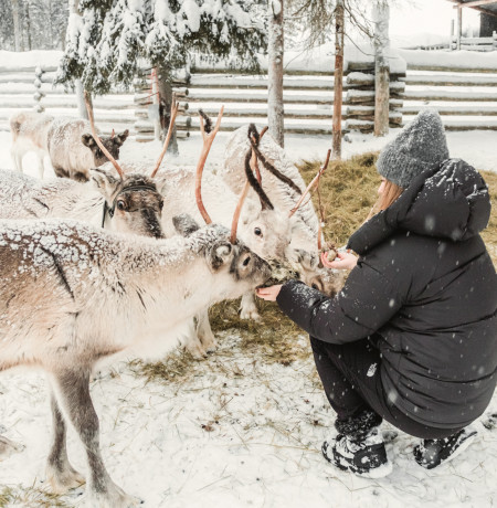 Northern light village pyhä reindeer
