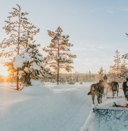 Husky Northern Light village Pyhä