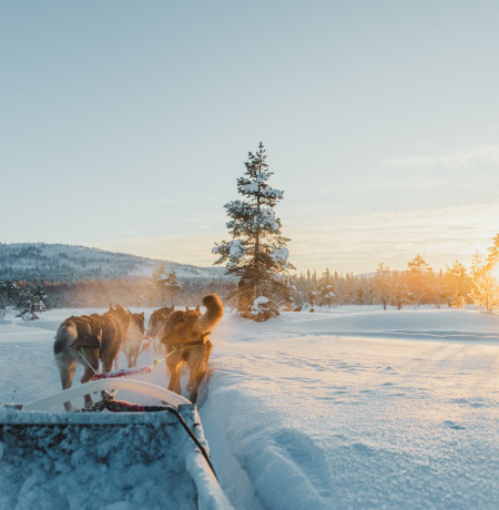Northern Light village Pyhä Husky