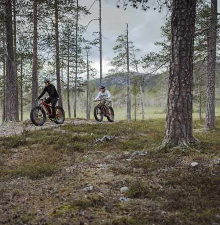Two people cycling in Pelkosenniemi in the Lappish forest surrounded with high pine trees, mystical swamp area and fells in the horizon 
