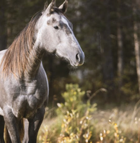 A grey horse in the glimmering summer sunlight on a meadow in front of a Finnish forest