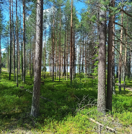 Harjula Mika Kari.jpg