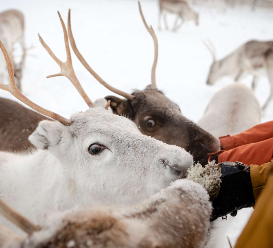 VisitPyhaLuosto-reindeers