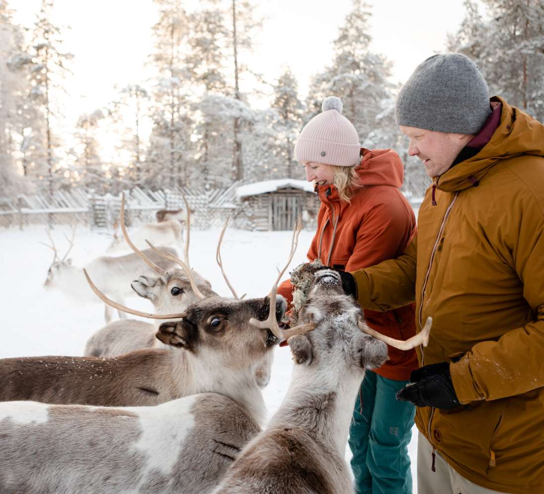 VisitPyhaLuosto-reindeers