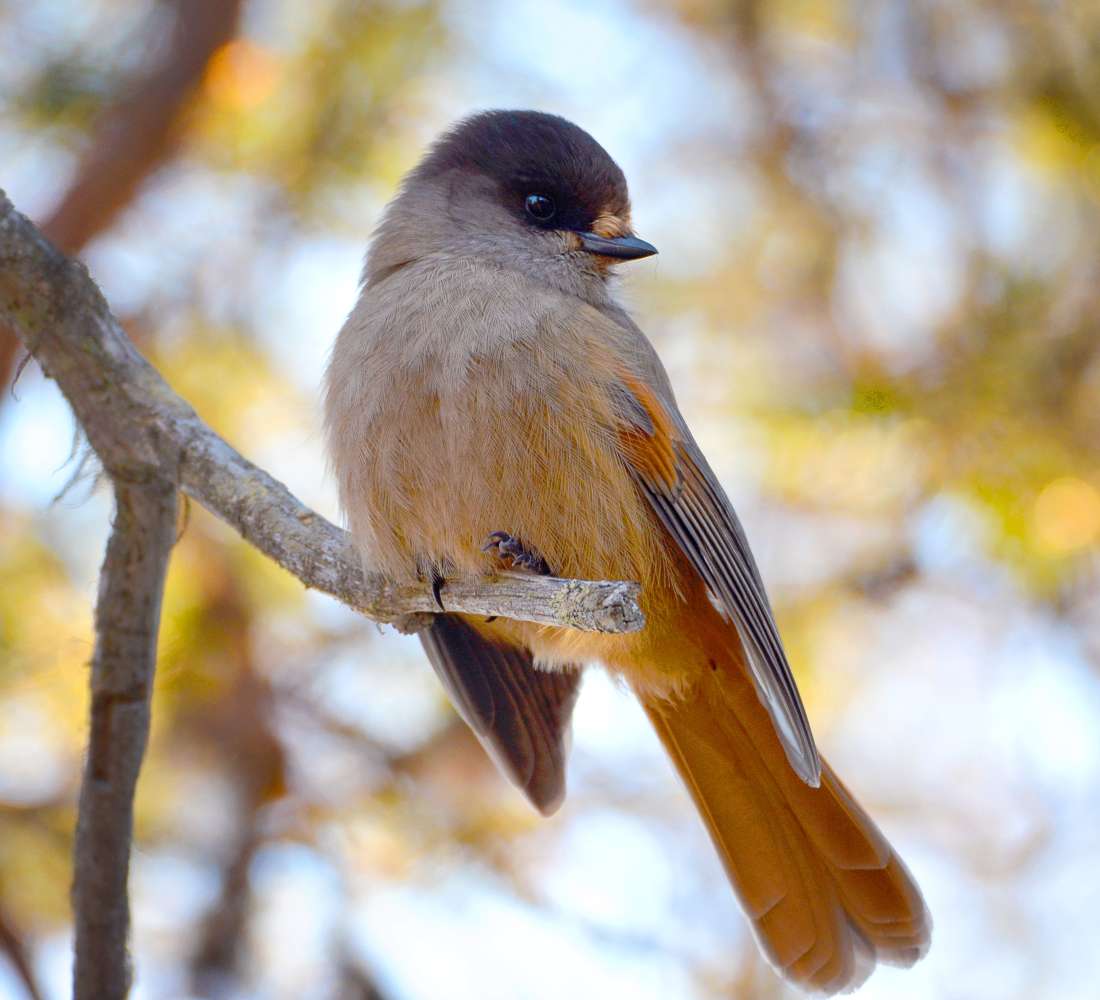 A siberian jay is sitting on a branch.