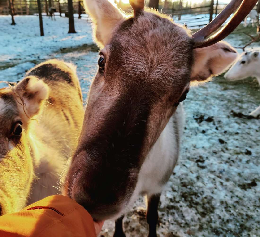 kopara_poropuisto_poropolku