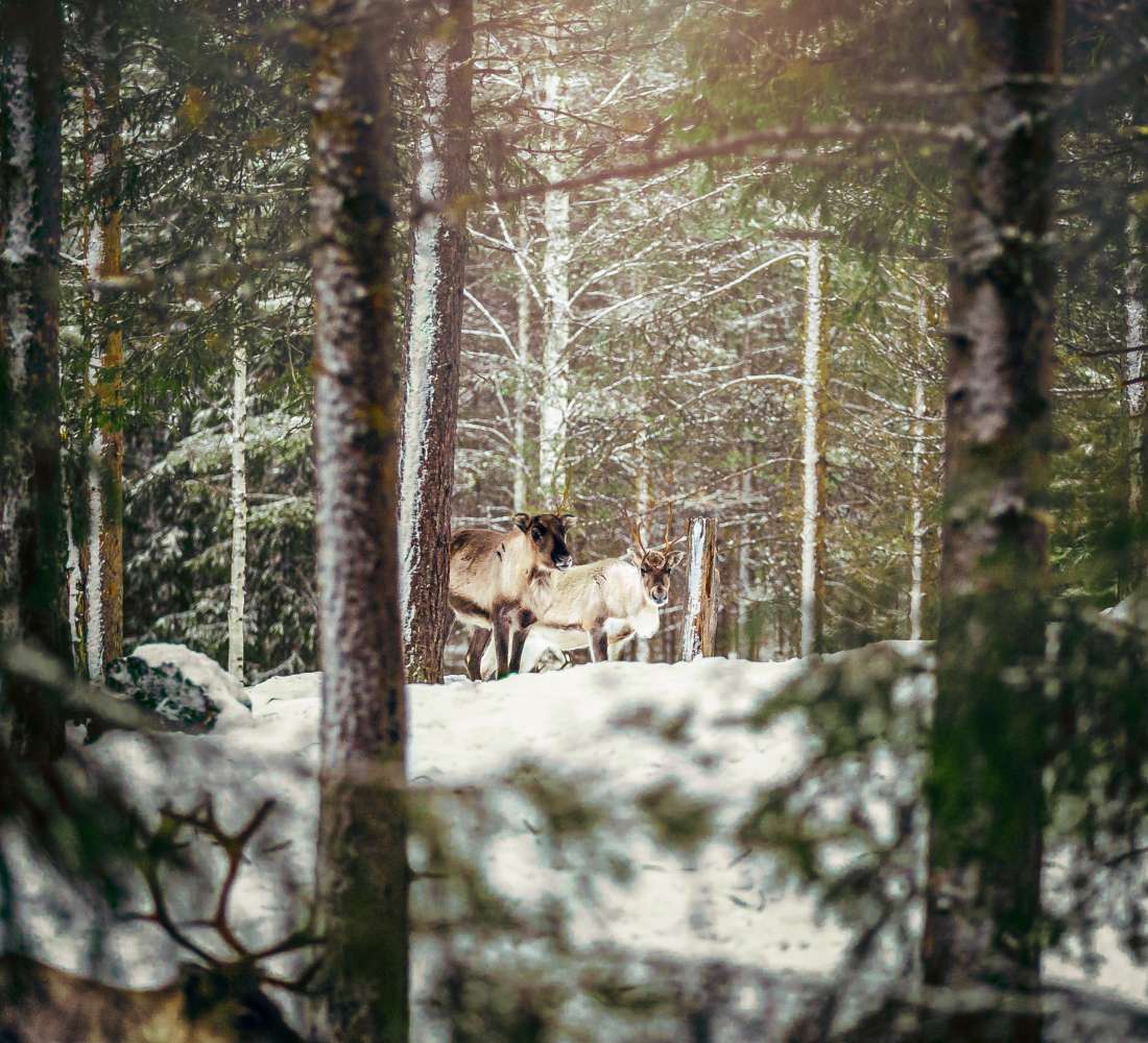 eSled Safari Poropuisto Koparaan