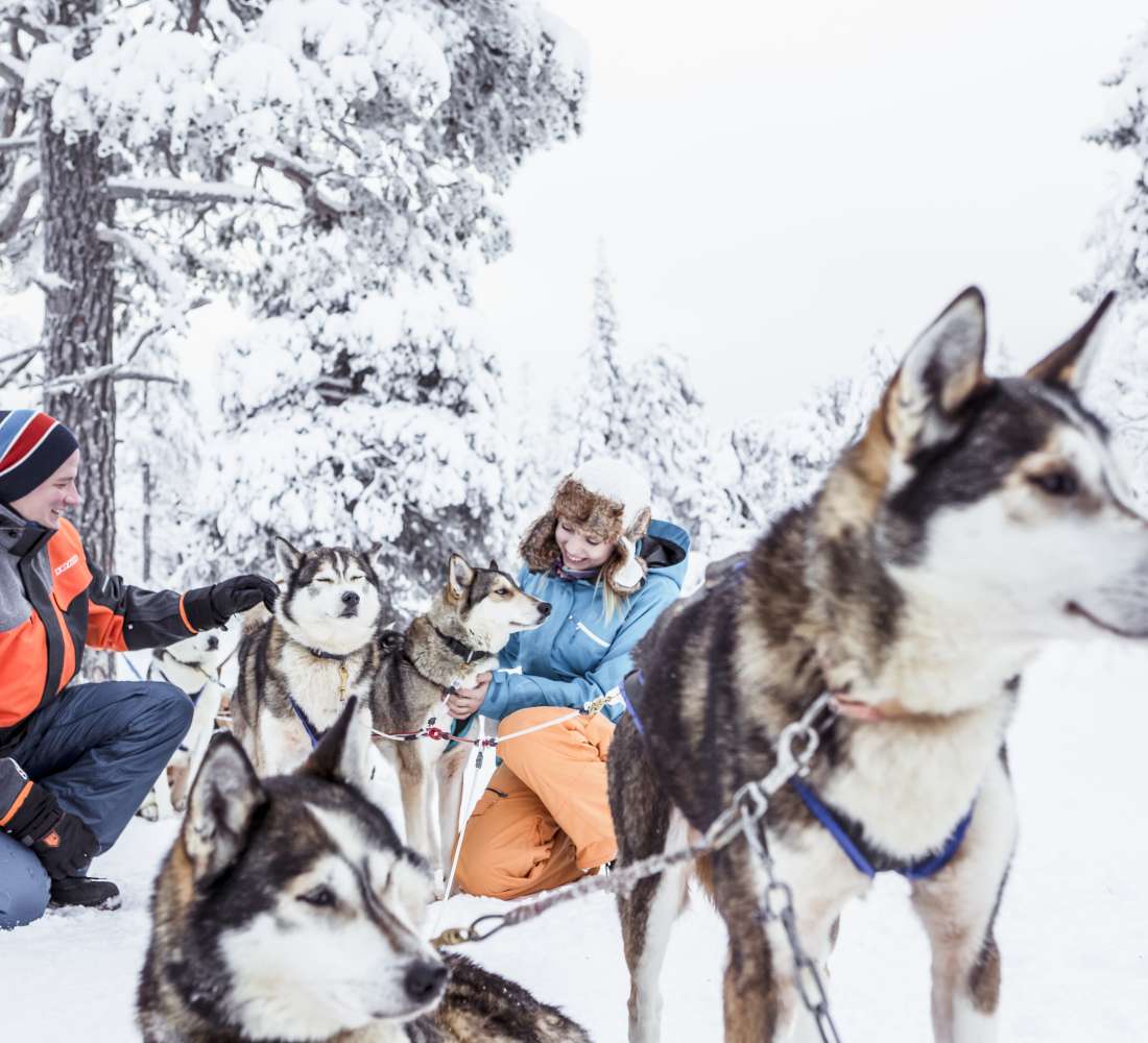 VisitPyhaLuosto-huskyt