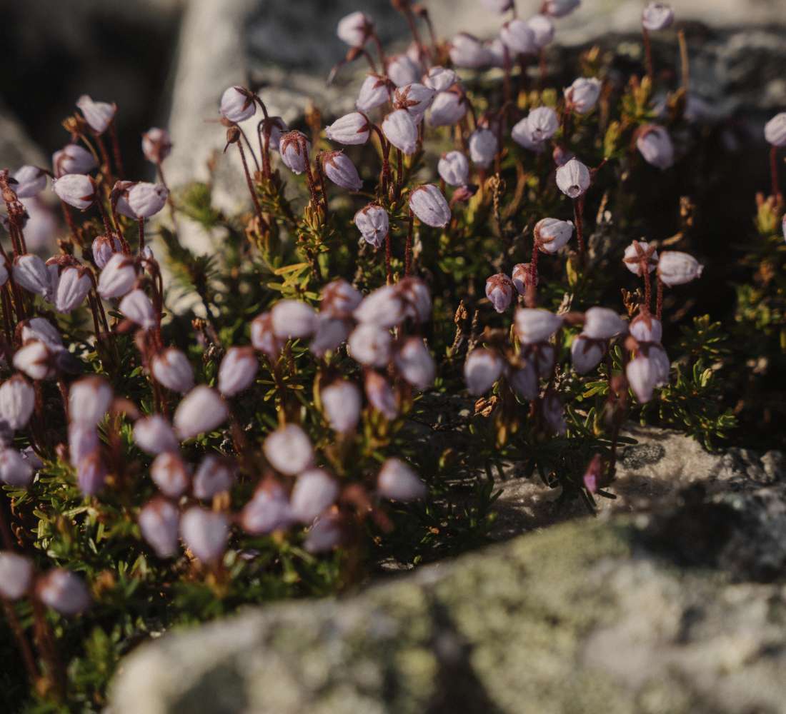 Visitpyhaluosto_tunturikasvi