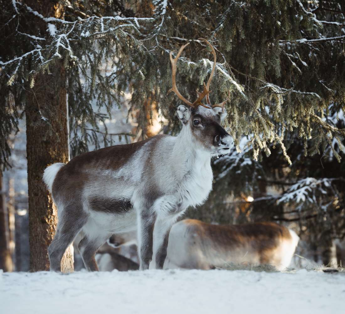 VisitPyhaLuosto Pyhä reindeer farm 2 (1).jpg