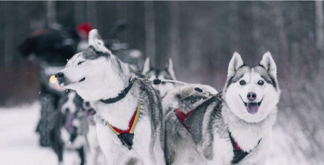 Husky safaris and farm visit Pyhä-Luosto