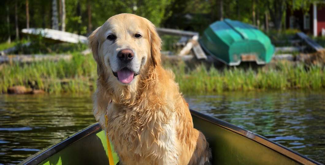 VisiPyhäLuosto - TheGoldenLeevi