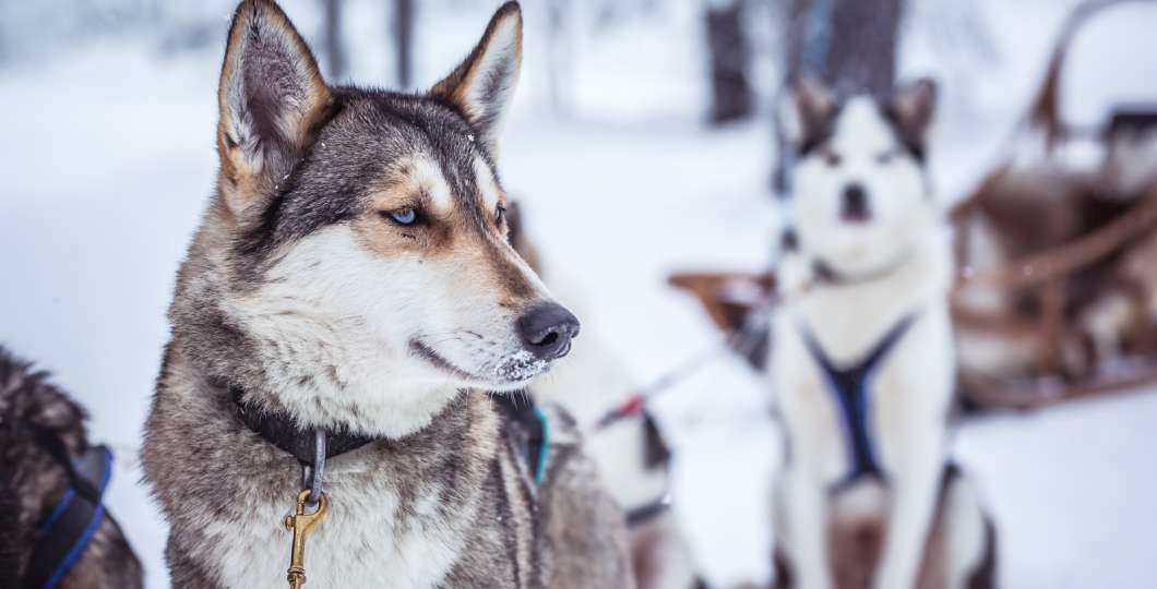 VisitPyhaLuosto-huskyt