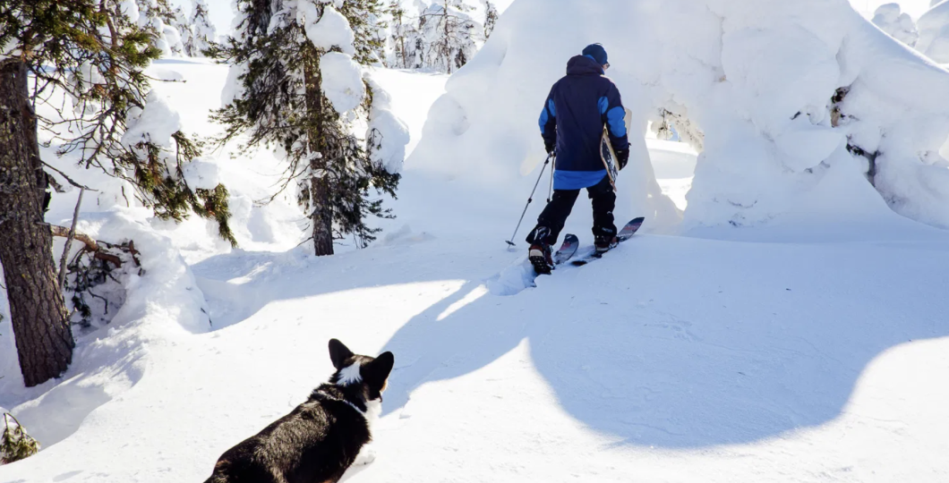 A person and his dog are skiing through a snowy, peaceful finnish forest in powder snow