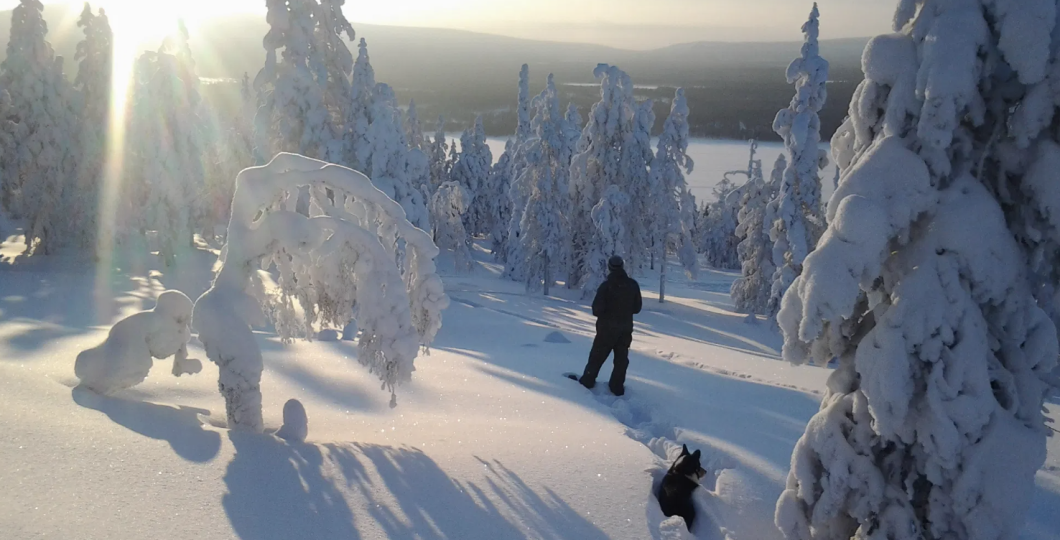A person and his dog are skiing through a snowy, peaceful finnish forest in powder snow