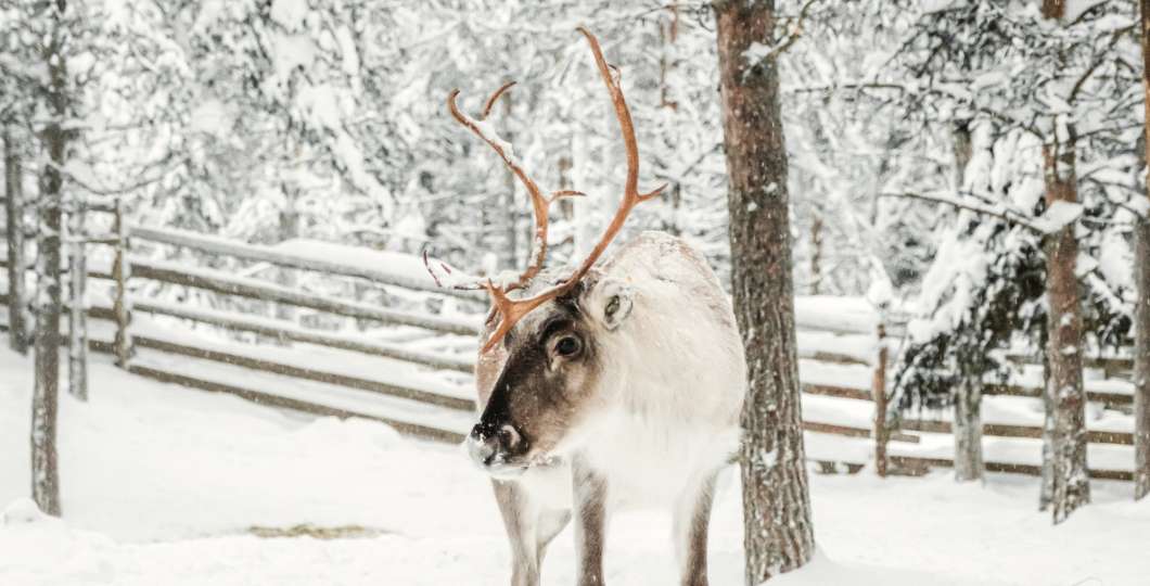 Northern Light Village pyha reindeer safari