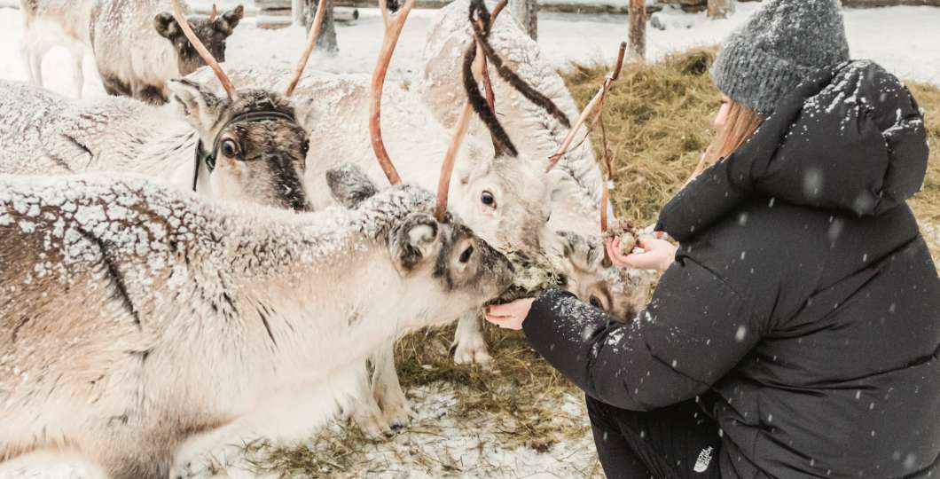 Northern light village pyhä reindeer