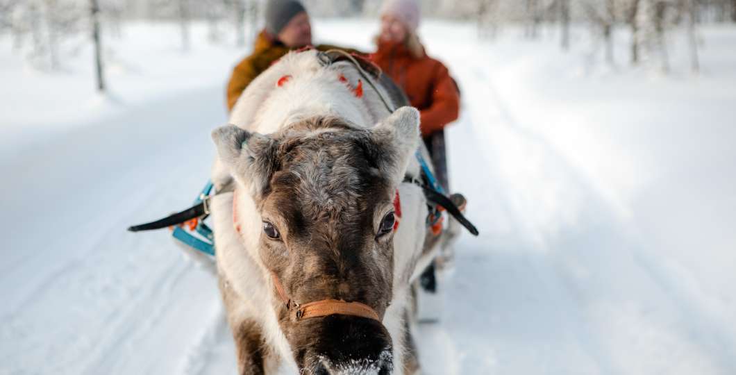 VisitPyhaLuosto-porot