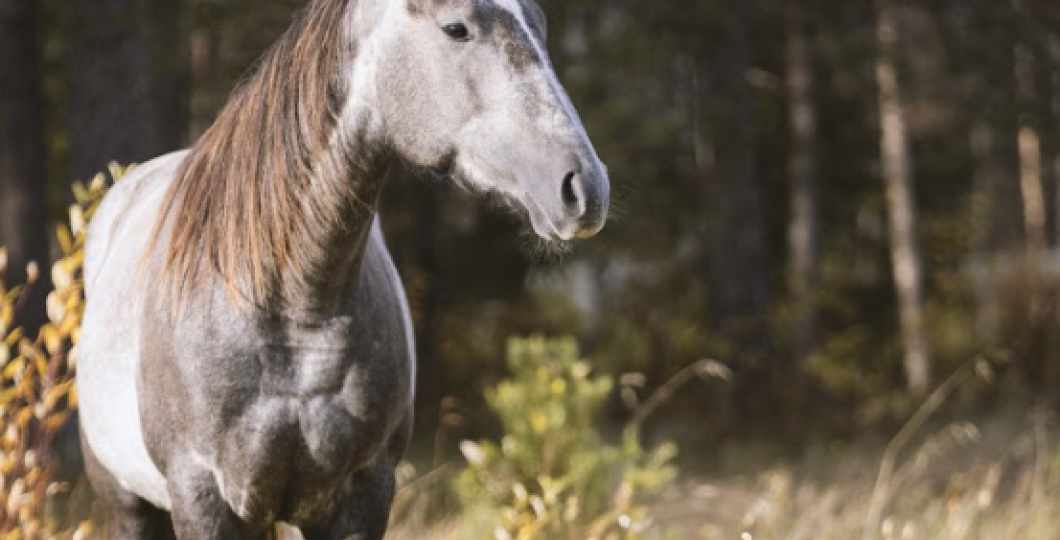 A grey horse in the glimmering summer sunlight on a meadow in front of a Finnish forest