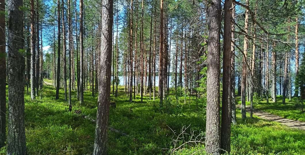 Harjula Mika Kari.jpg